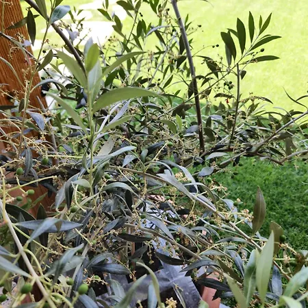 Affittacamere Casa Adrian